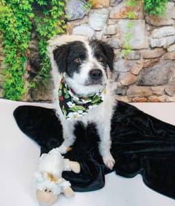 Duchess image 4