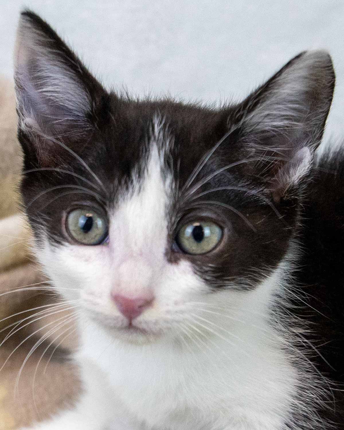 Padme - Domestic Short Hair