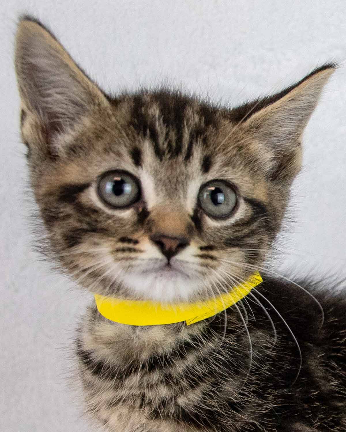 Leonard - Domestic Short Hair
