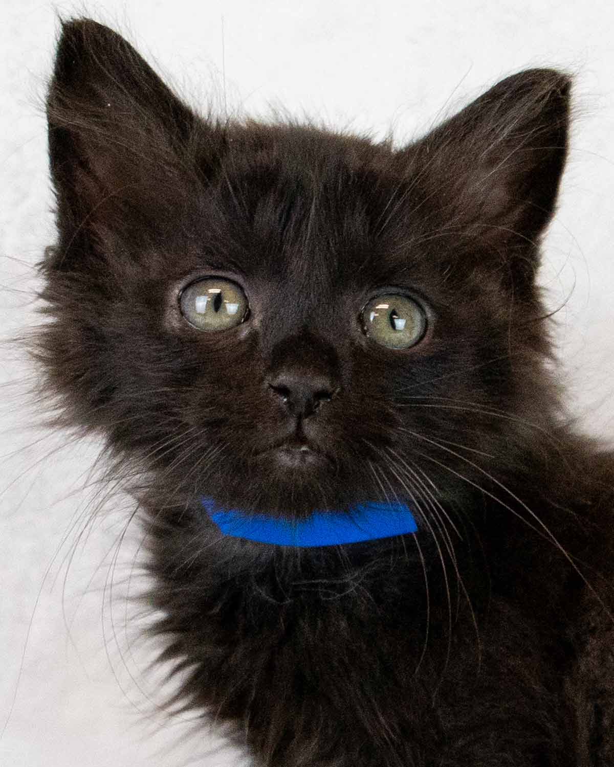 Shawn - Domestic Medium Hair