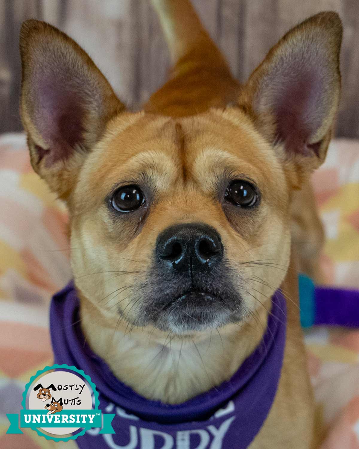 Wanda - Corgi