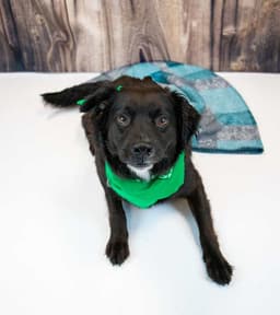 Jonah image 4