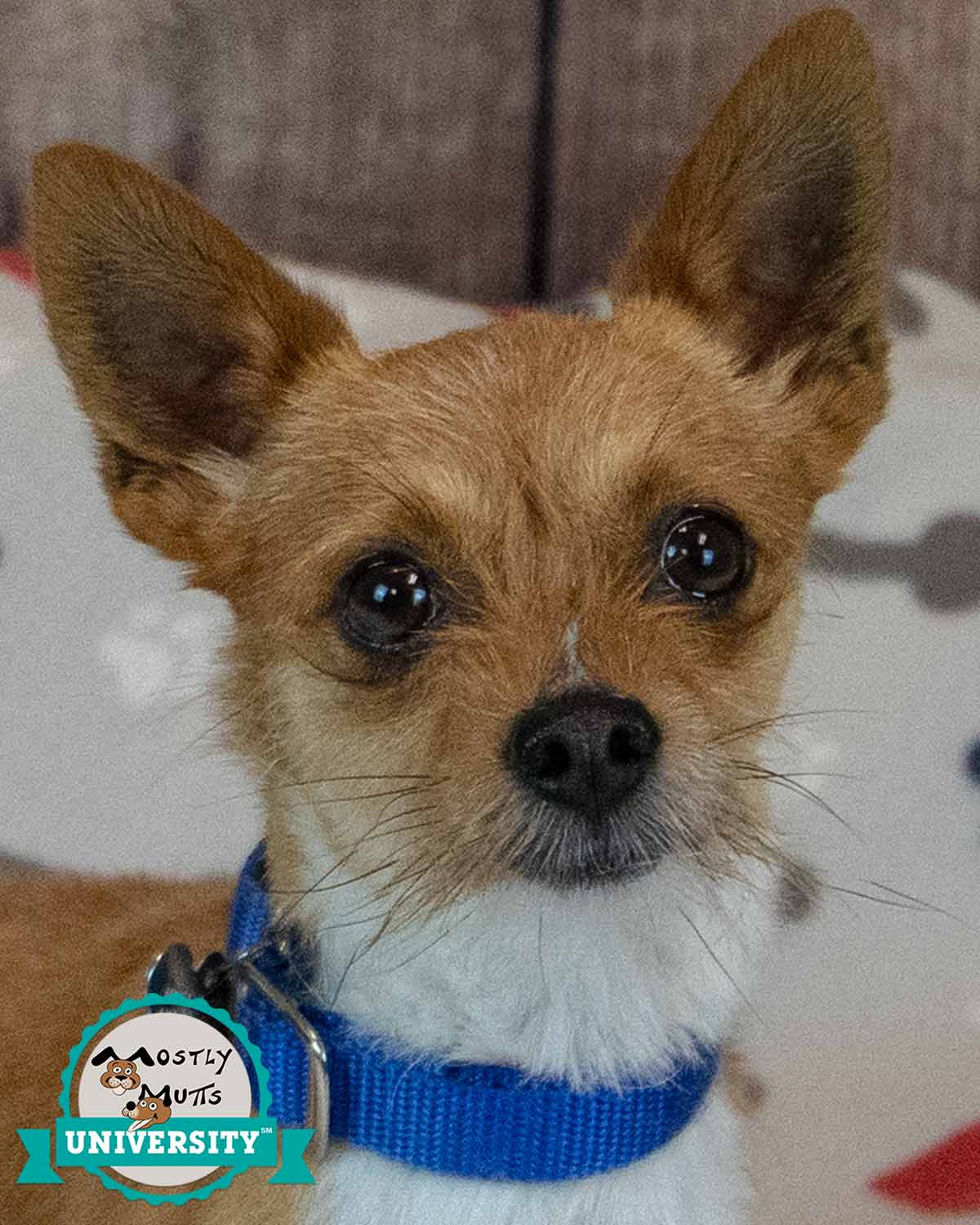 Calvin - Chihuahua
