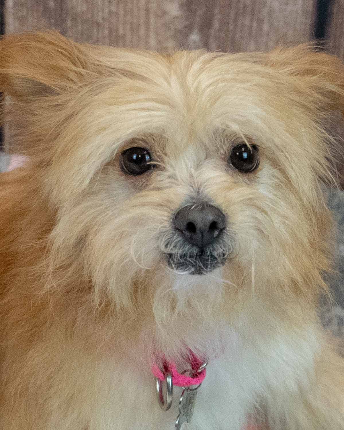 Rylie - Chihuahua