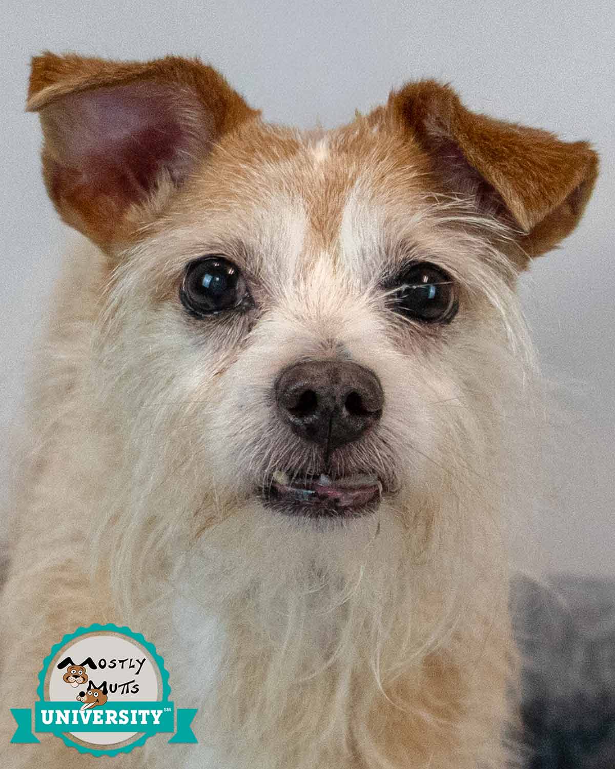 Luke - Terrier