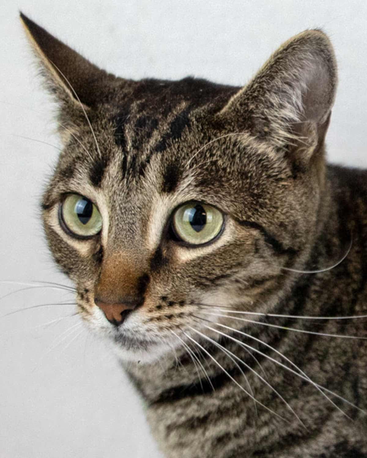 Cosmo - Domestic Short Hair
