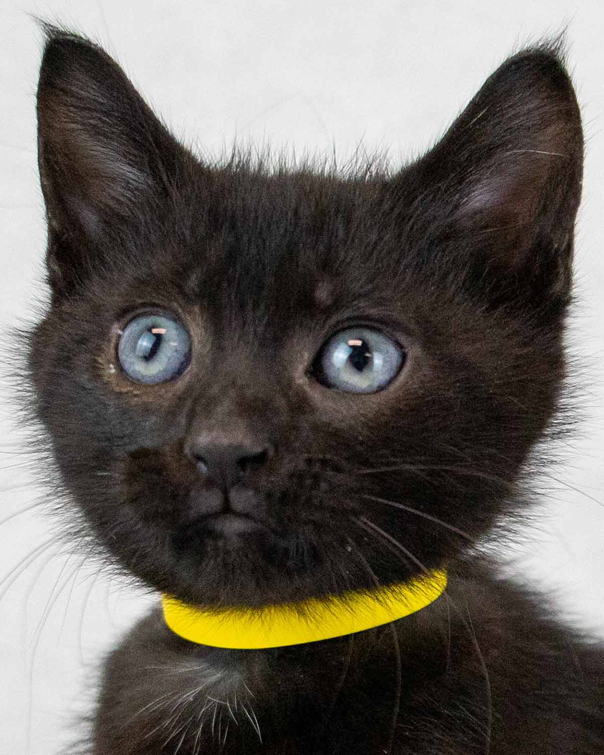 Hugo - Domestic Short Hair