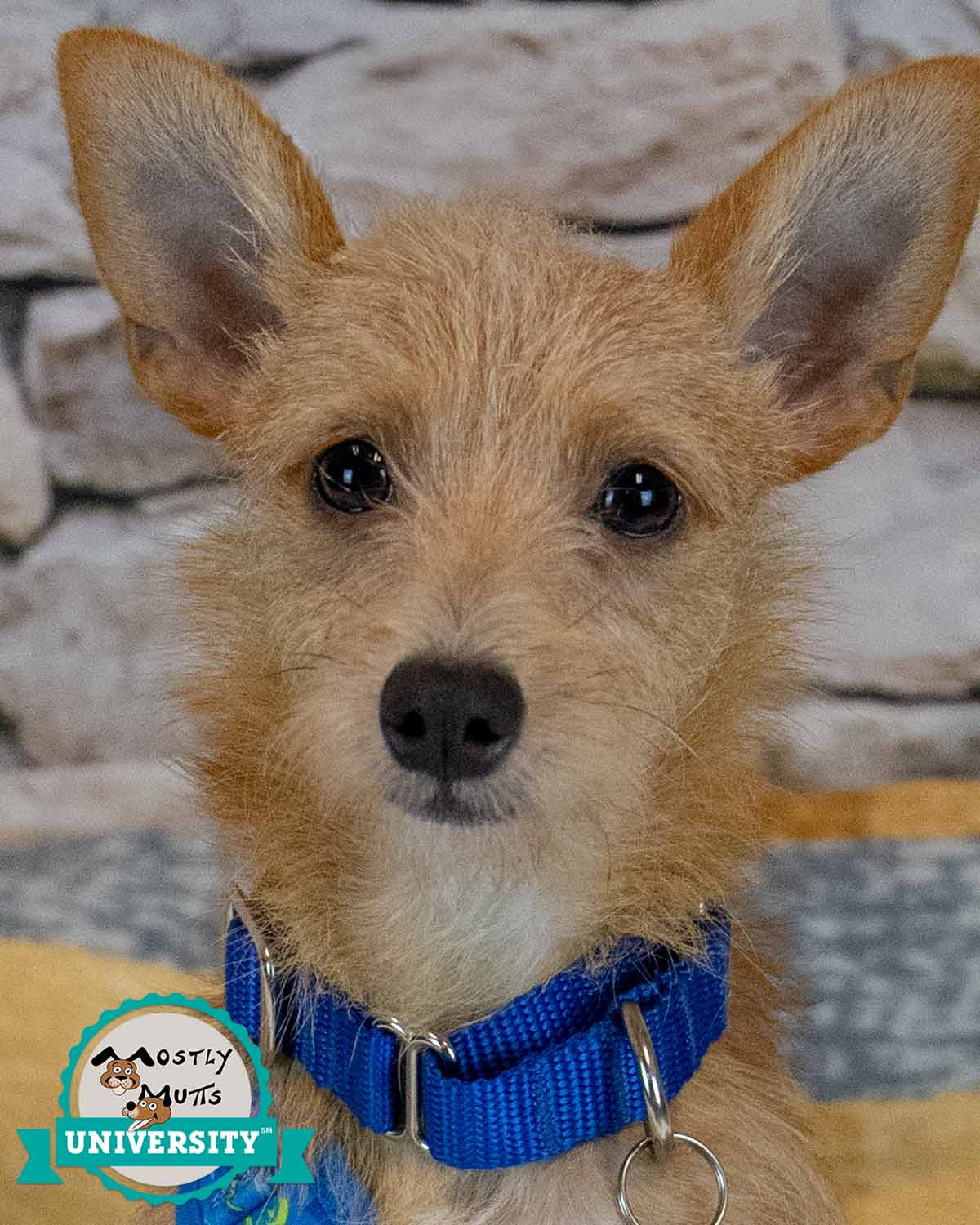 Mochi - Terrier
