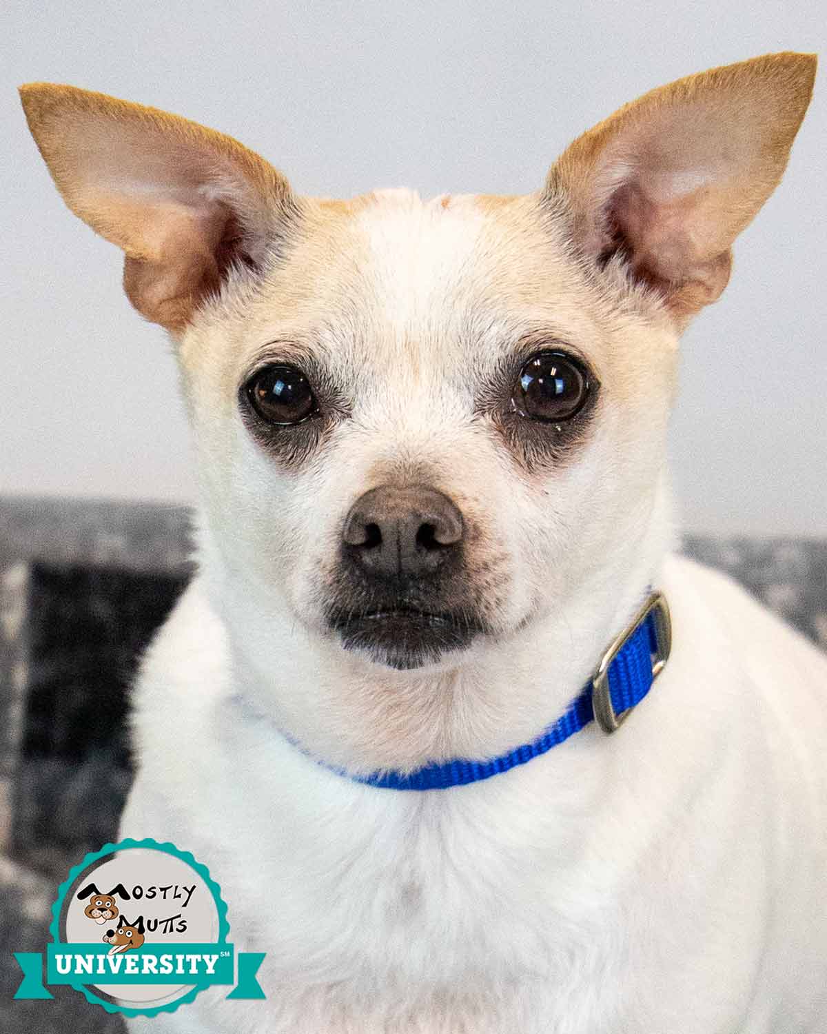 Chewy - Chihuahua