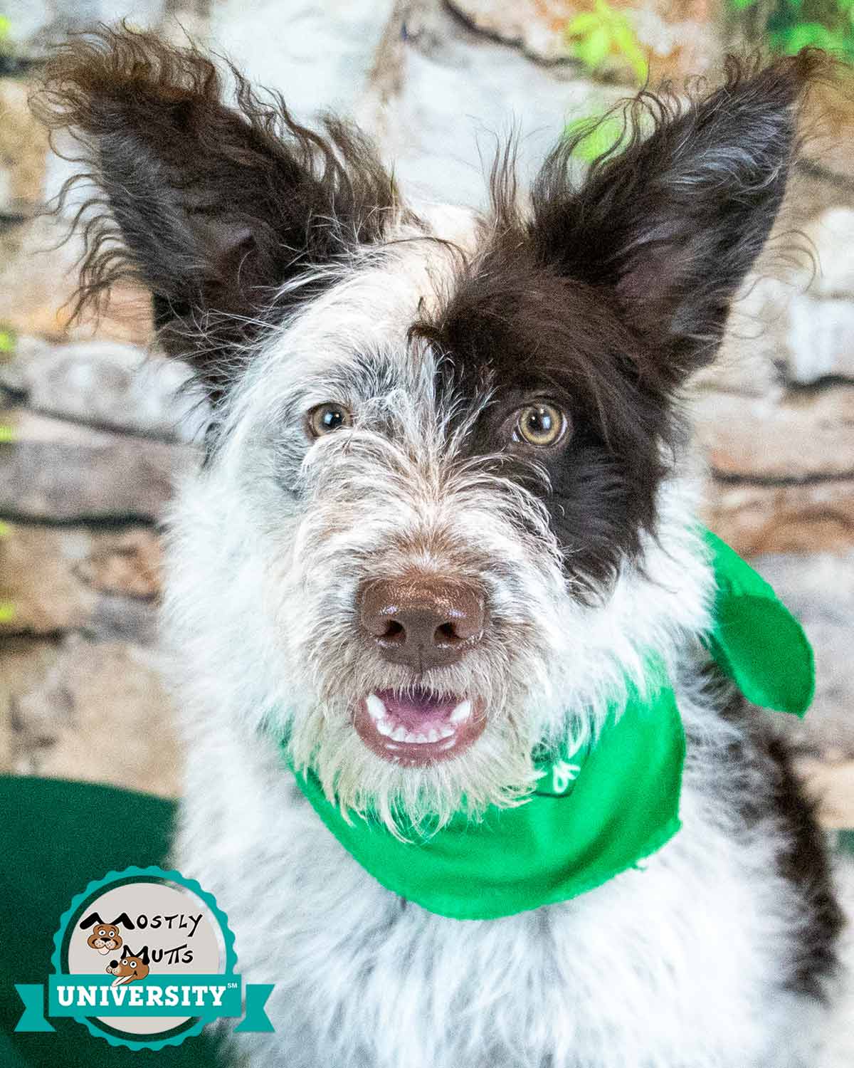 Muppet - Border Collie