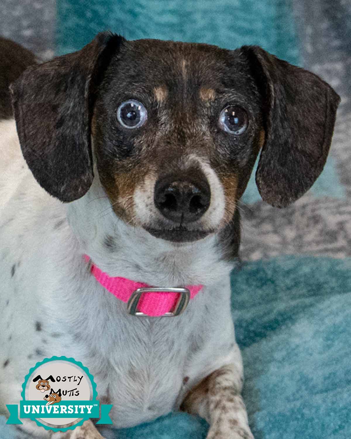 Sofia - Dachshund