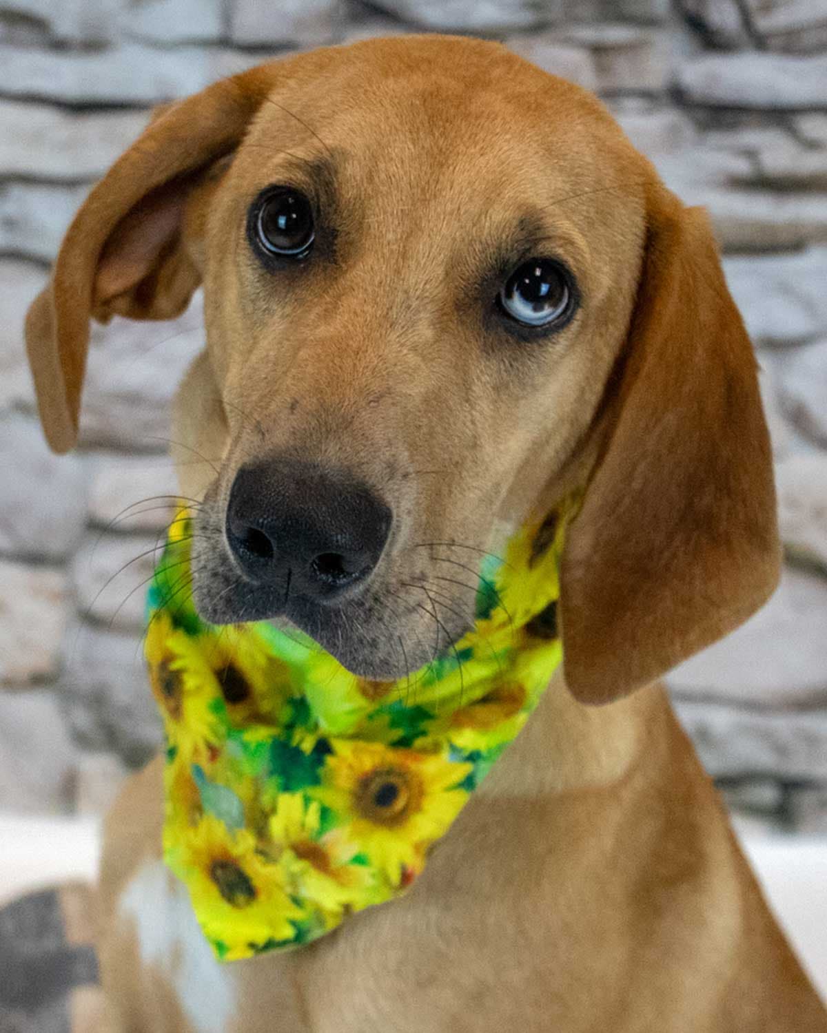 Aria - Labrador Retriever
