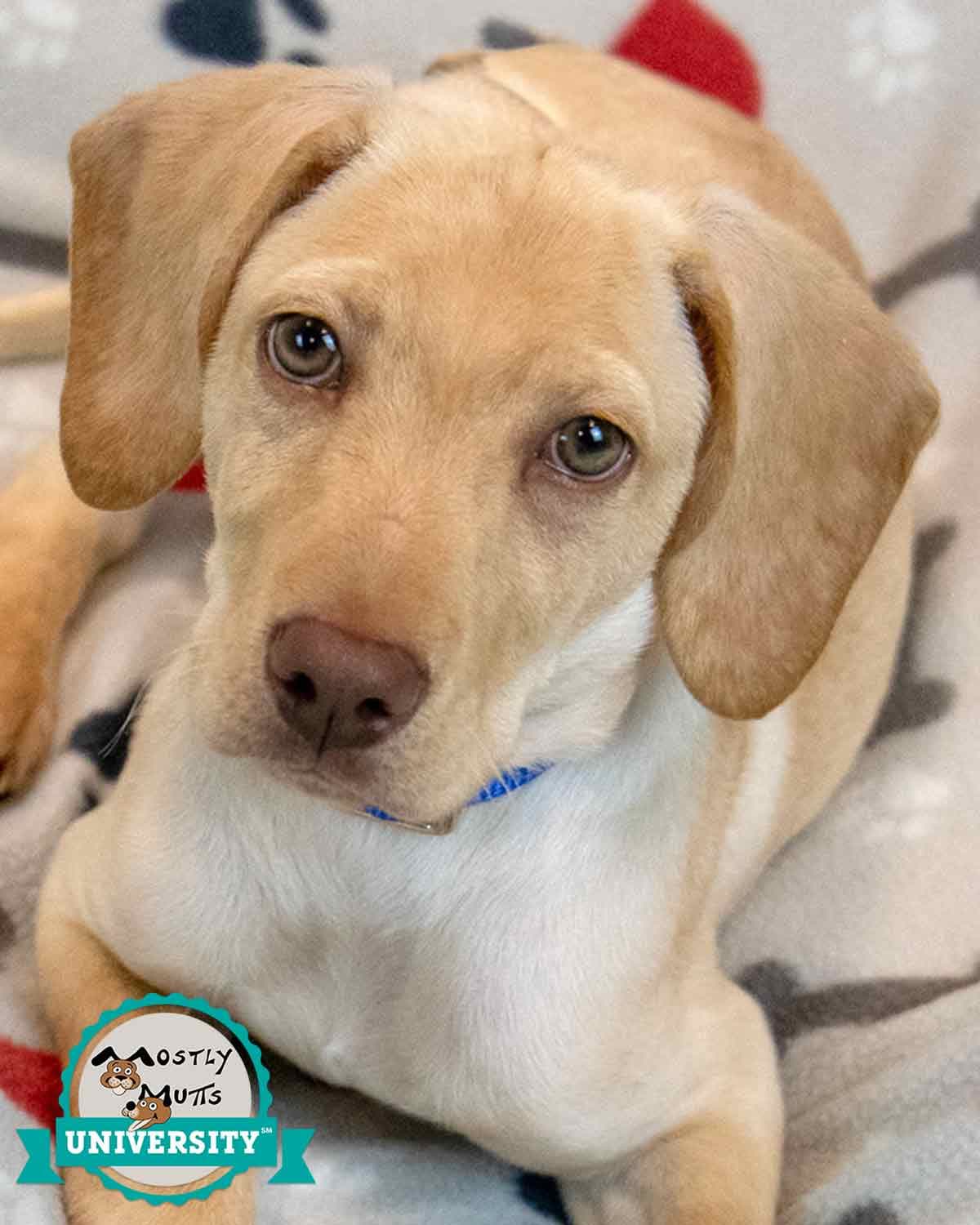 Hunter - Labrador Retriever