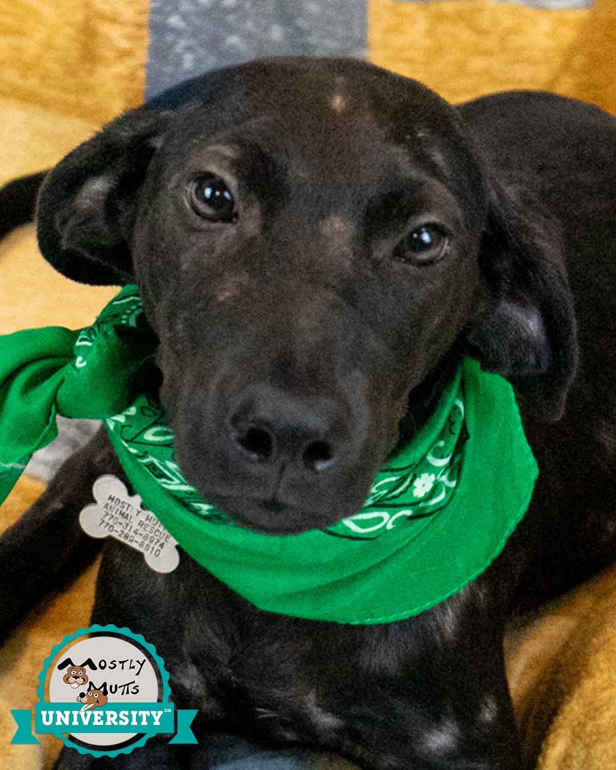 Emmit - Hound