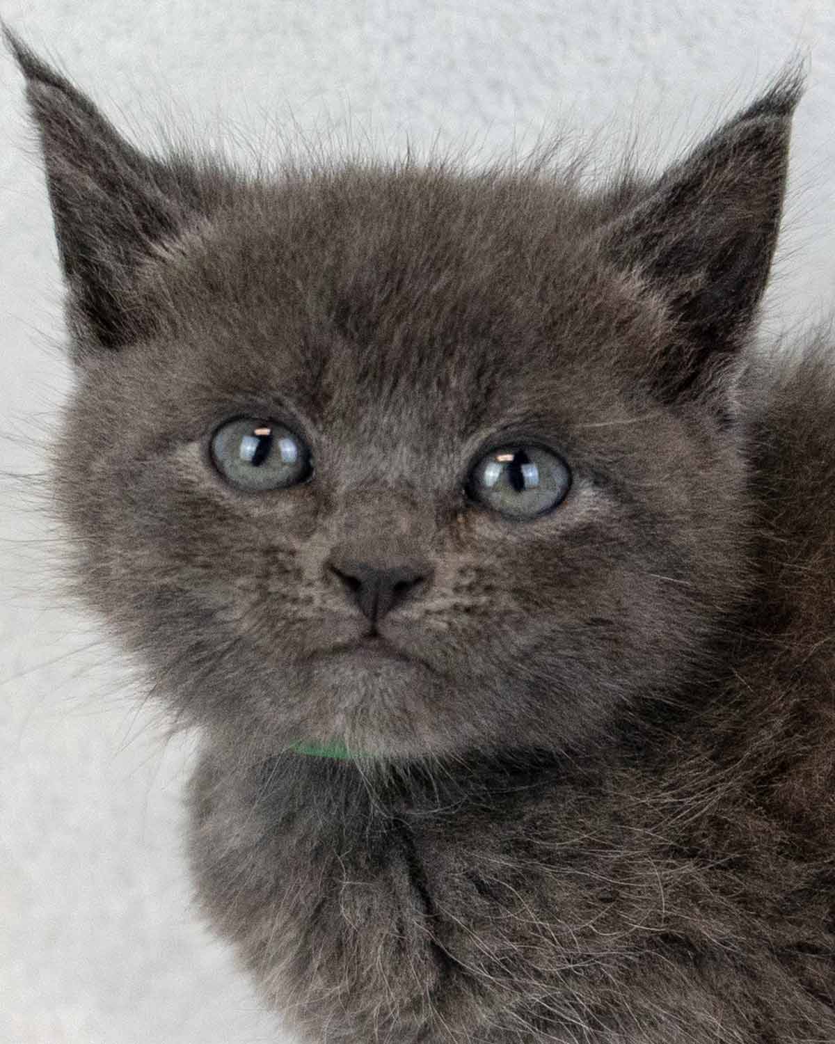 Barry - Domestic Short Hair