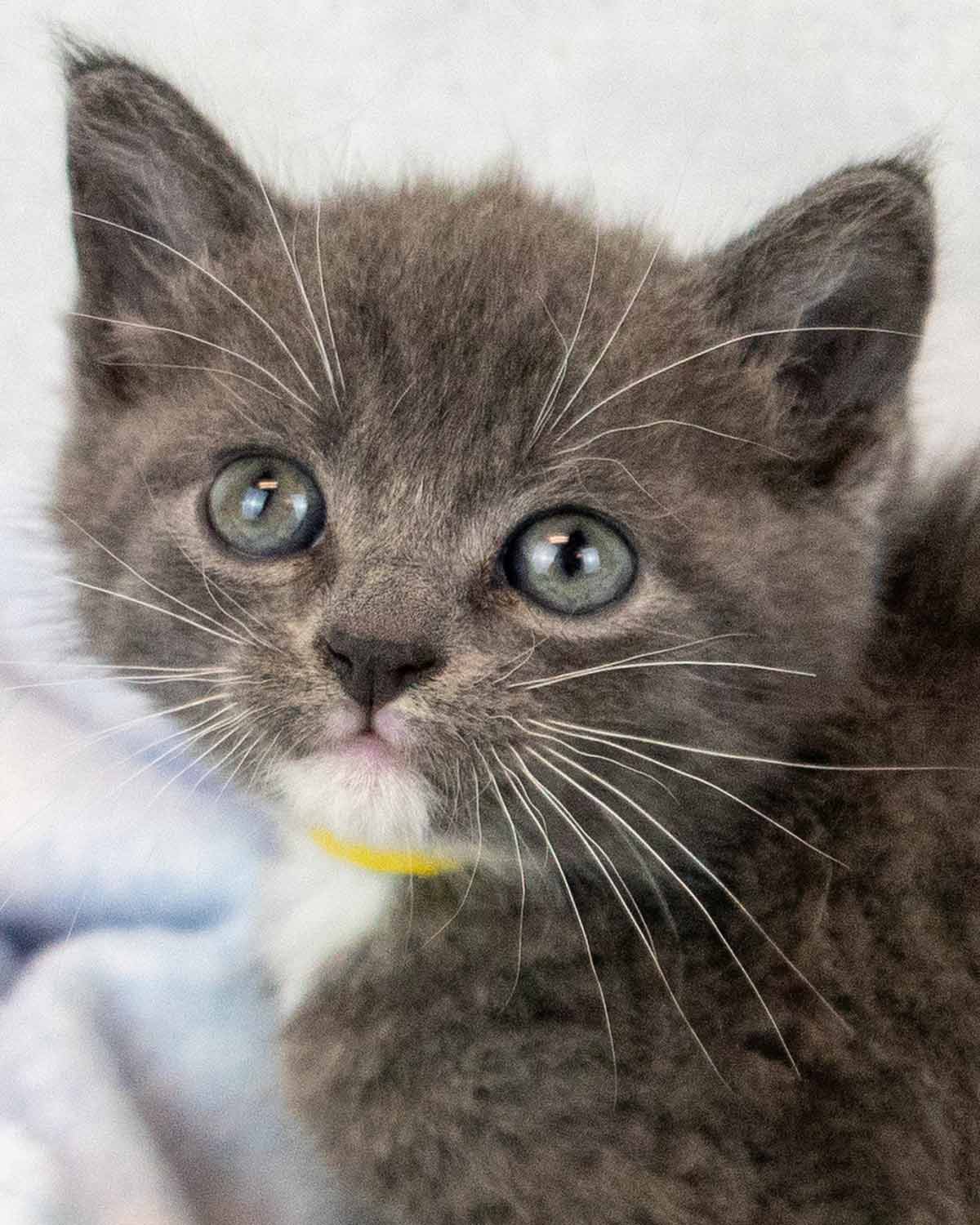 Maurice - Domestic Short Hair