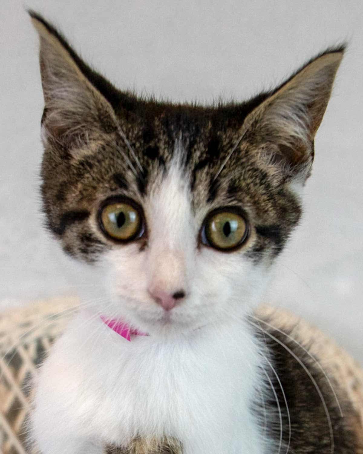 Randi - Domestic Short Hair