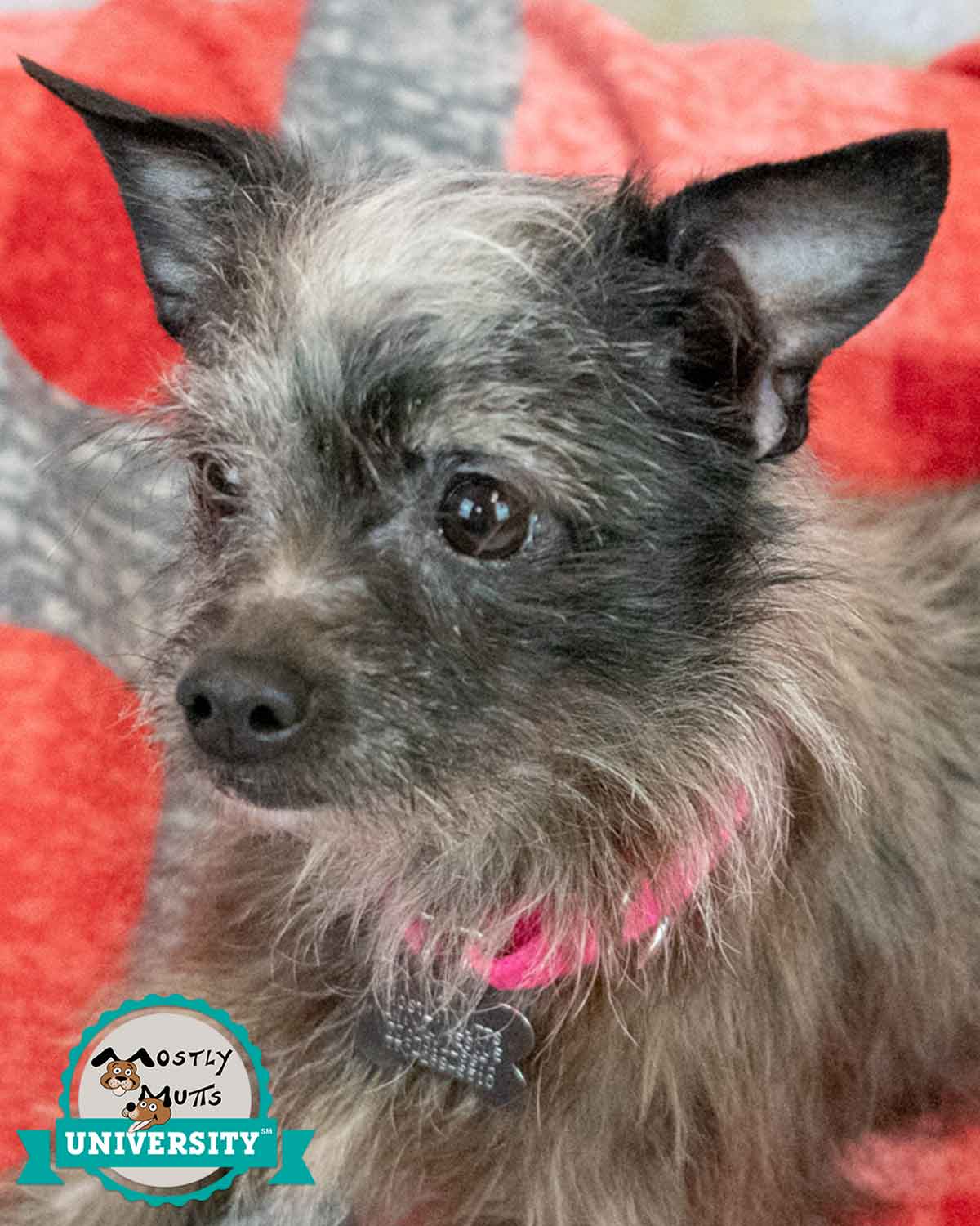 Justine - Terrier
