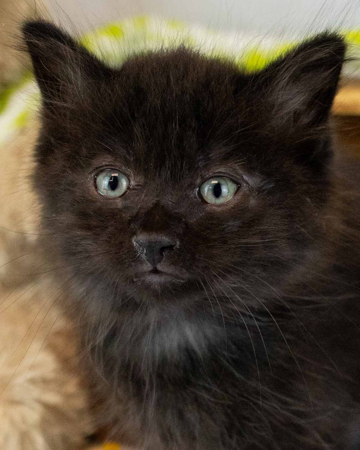 Rocky - Domestic Medium Hair