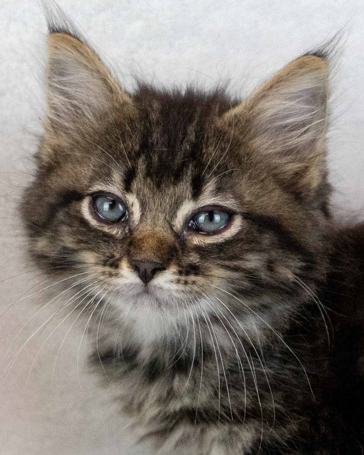 Sequoia - Domestic Medium Hair