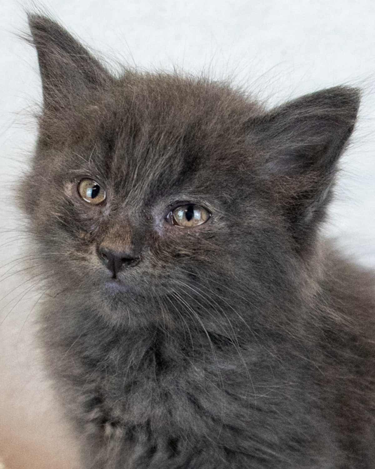 Denali - Domestic Medium Hair
