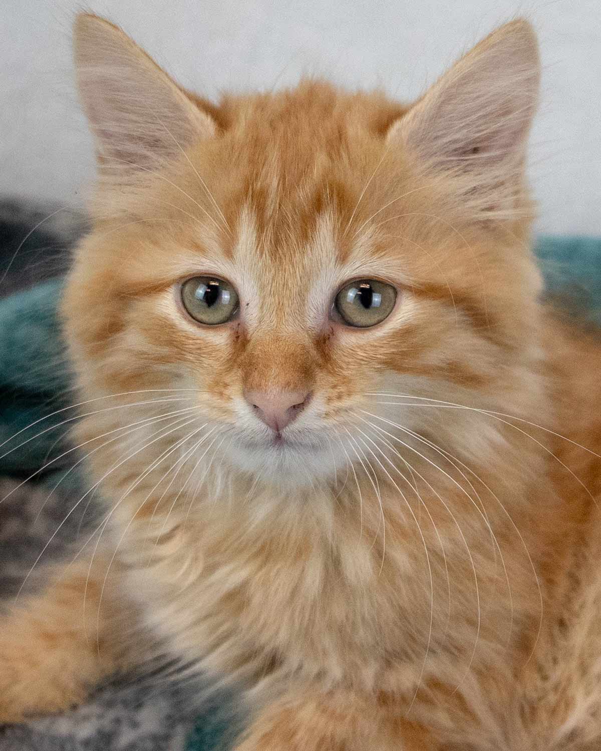 Acworth - Domestic Medium Hair