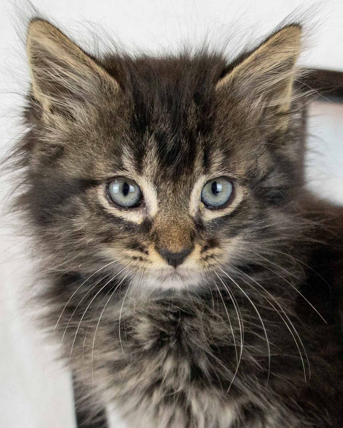 Kennesaw - Domestic Medium Hair