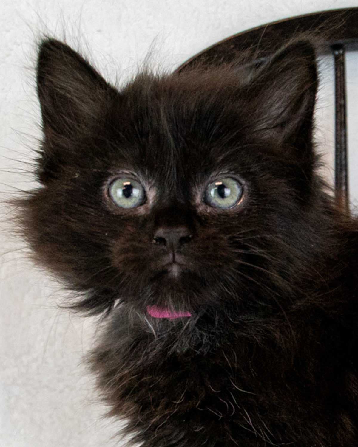 Marietta - Domestic Medium Hair