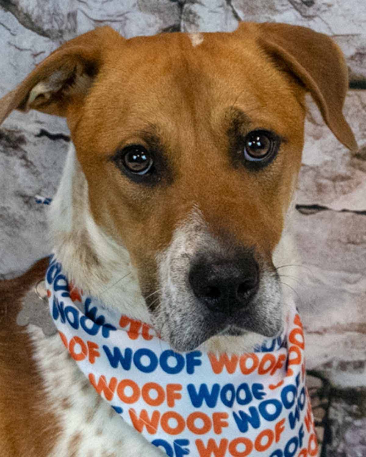 Atlas - Hound