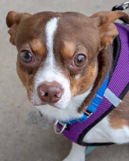 Morty image 1