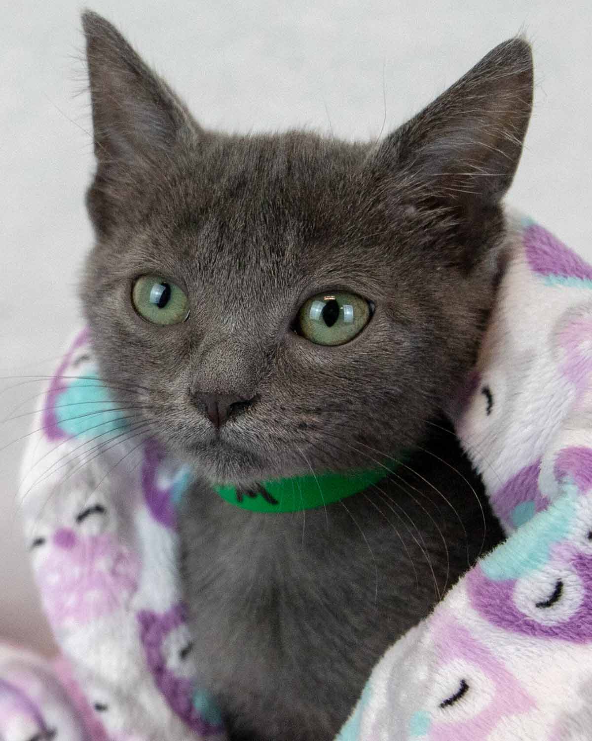 Harry - Domestic Short Hair
