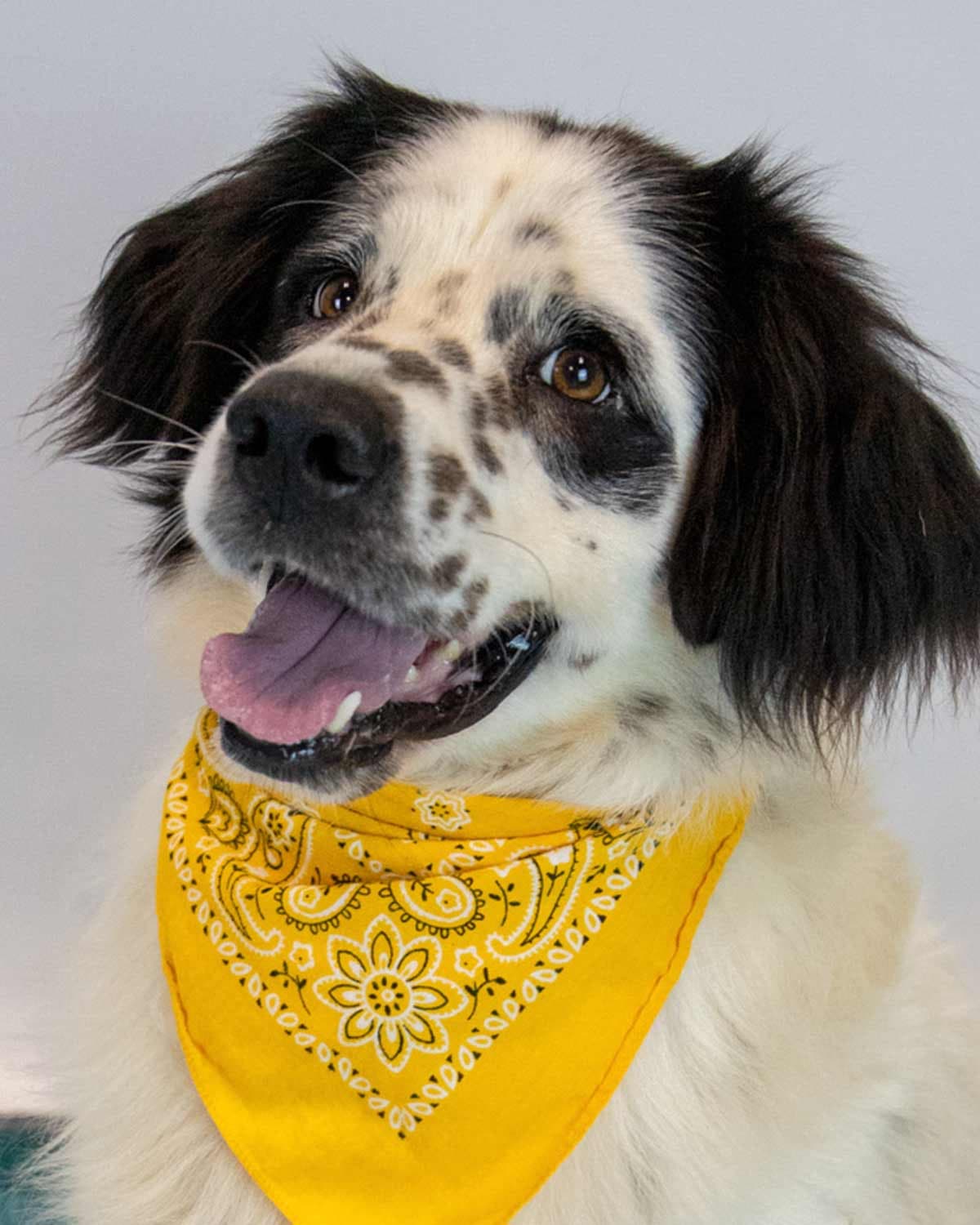 Maxwell - Spaniel