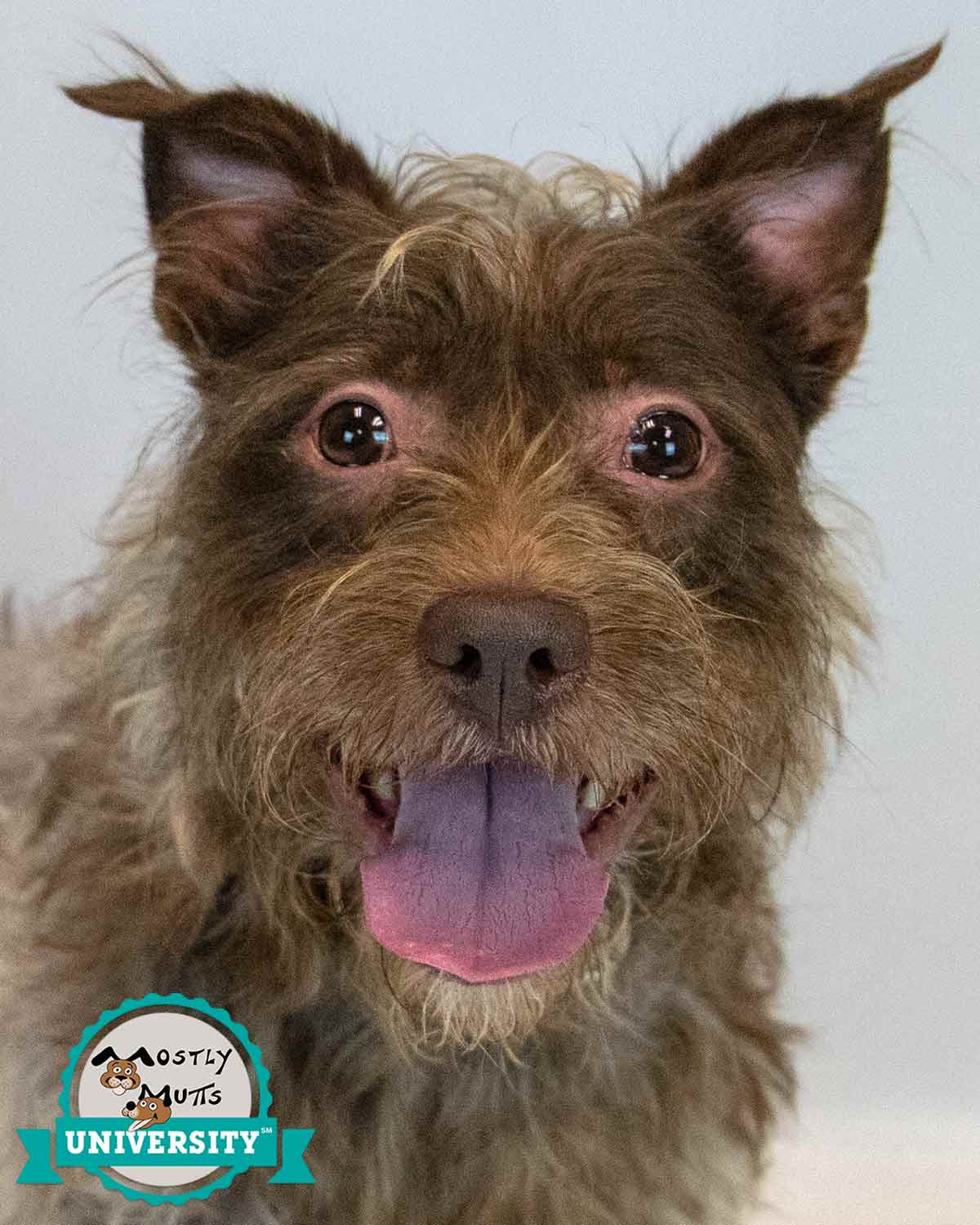 Mcgruff - Terrier