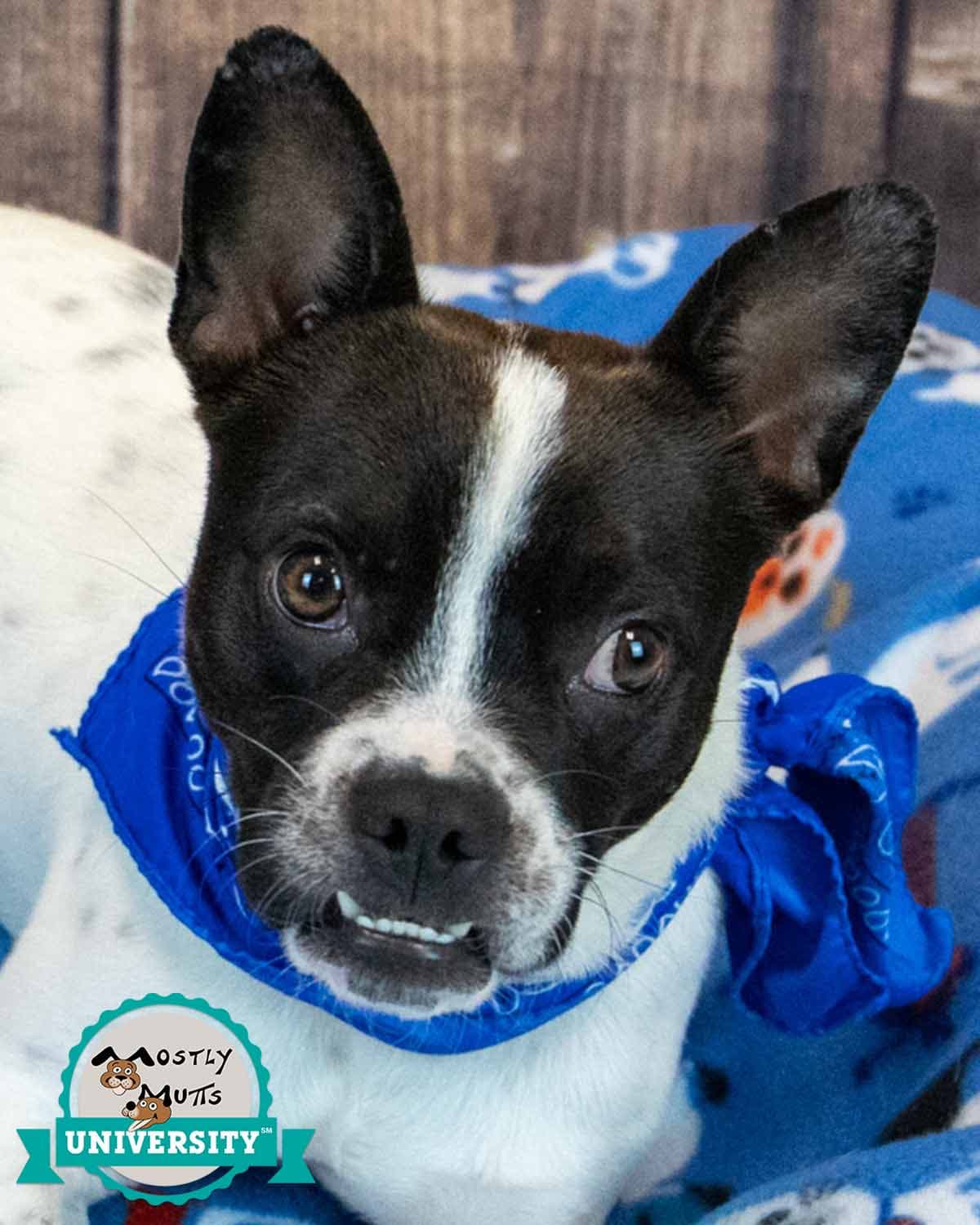 Ryker - Boston Terrier