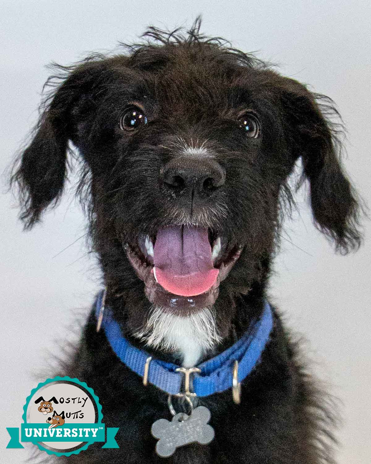 Edmund - Terrier