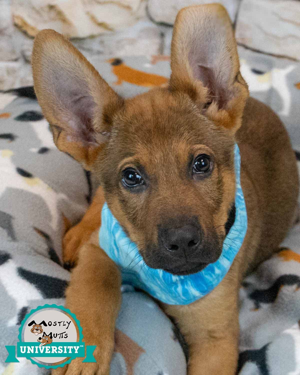 Malachi - German Shepherd Dog