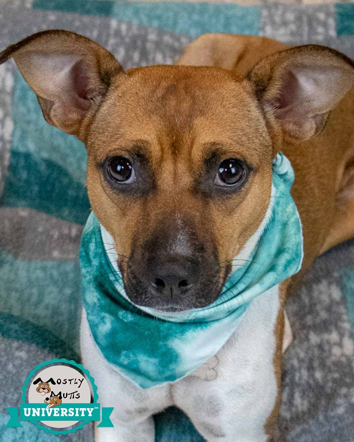 Bambi - Jack Russell Terrier