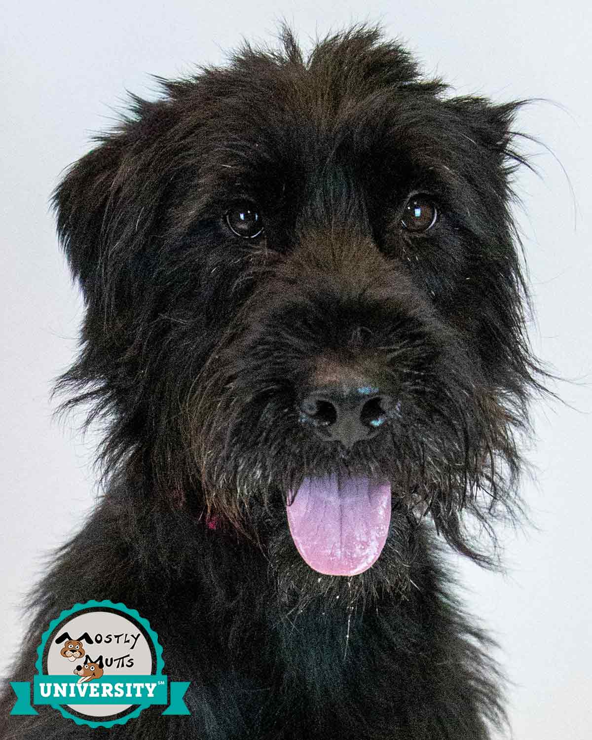 Jazzy - Poodle (Standard)