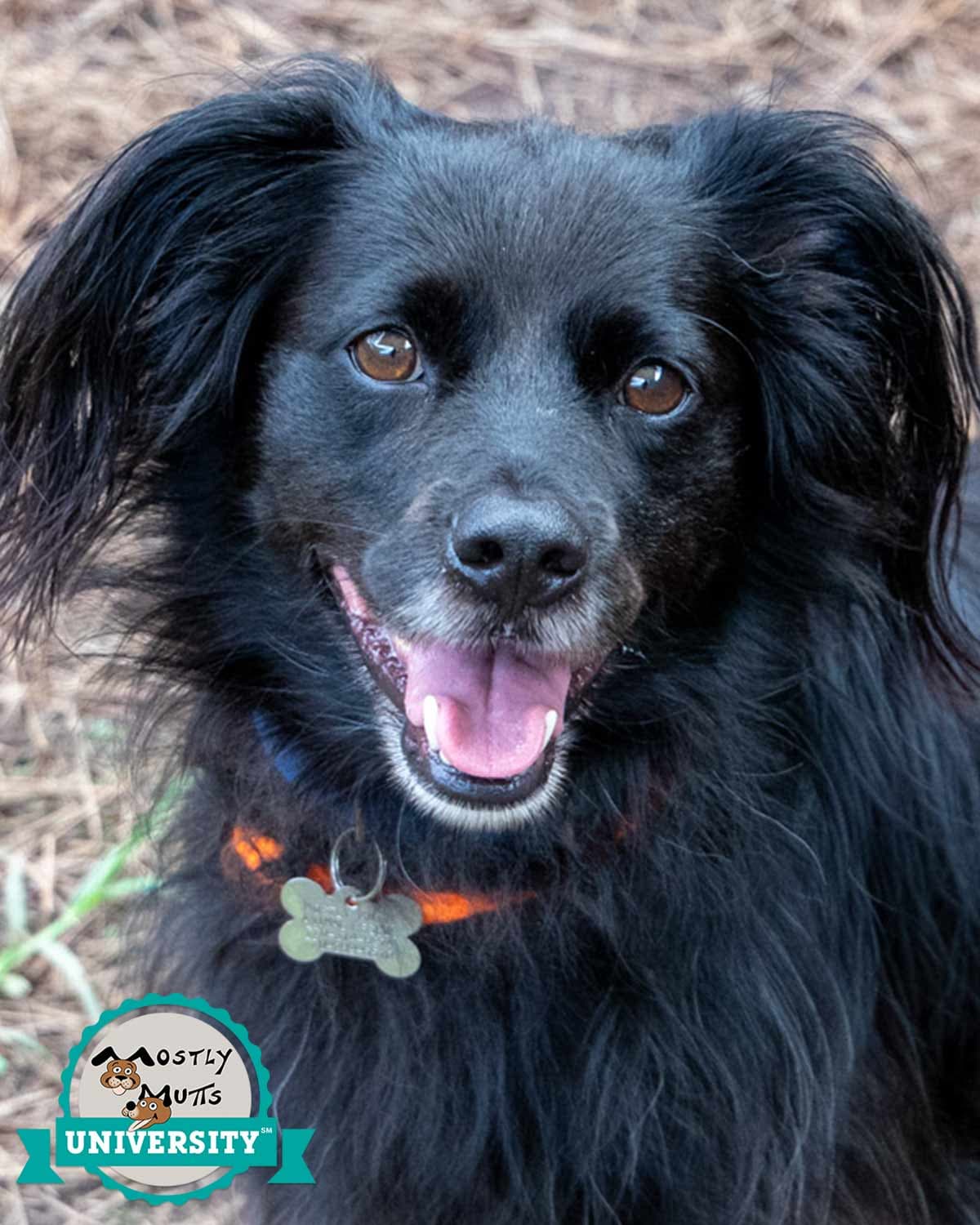 Joctober - Spaniel