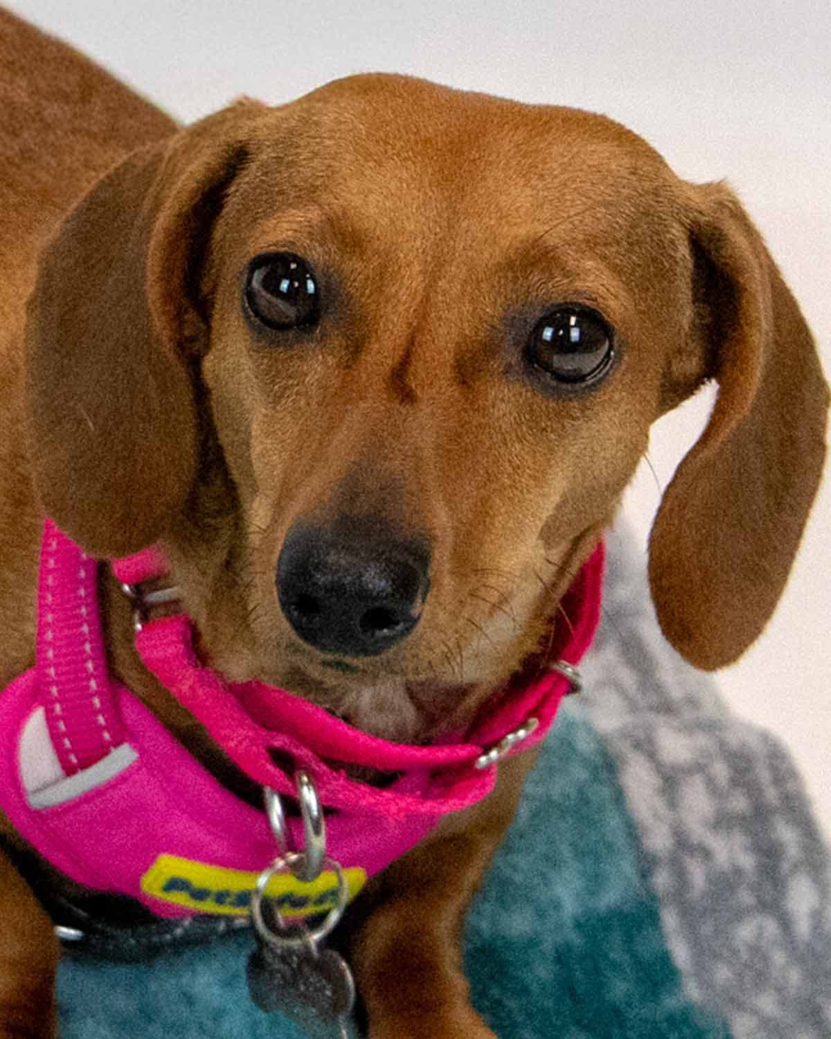 Sailor - Dachshund