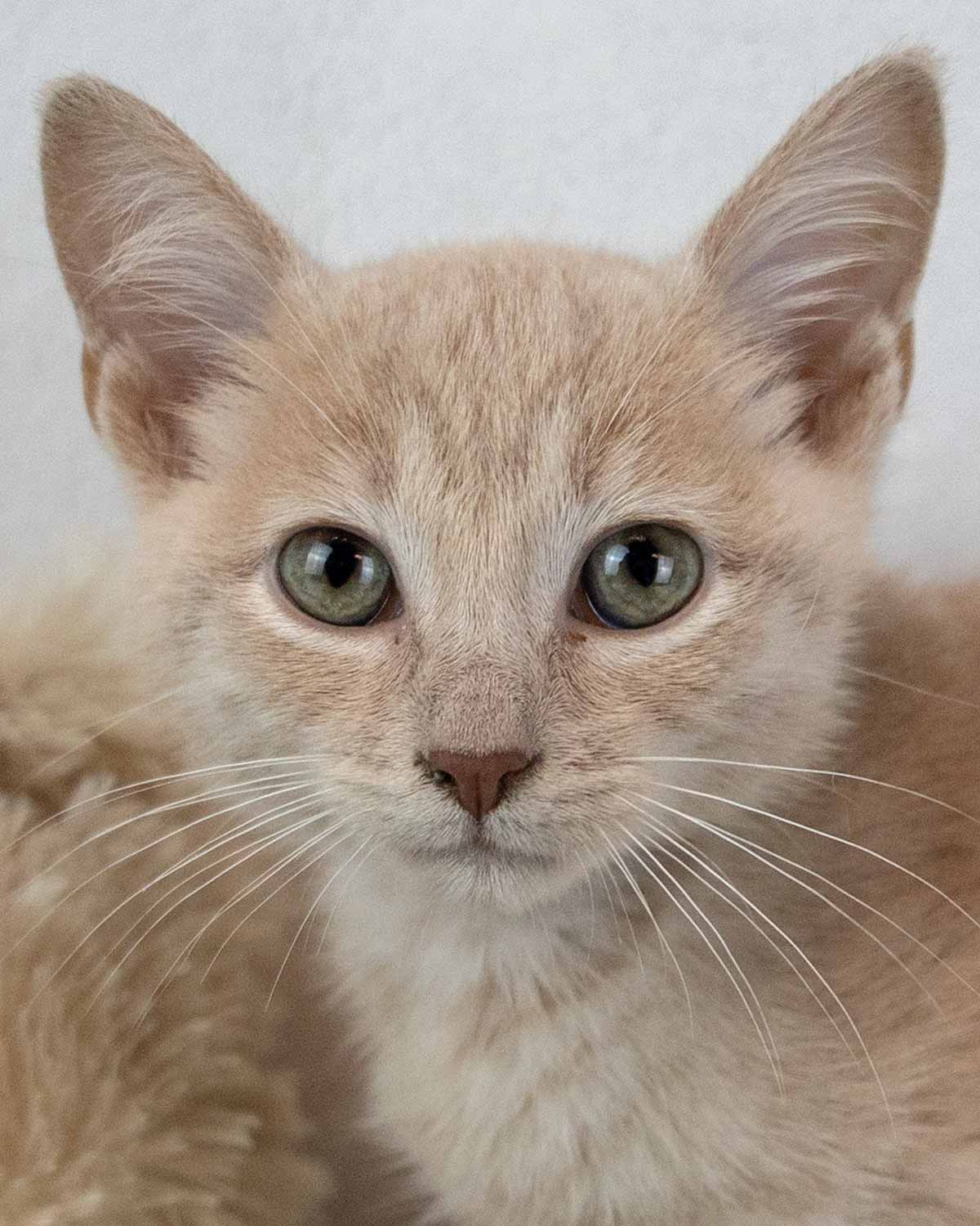 James Brown - Domestic Short Hair