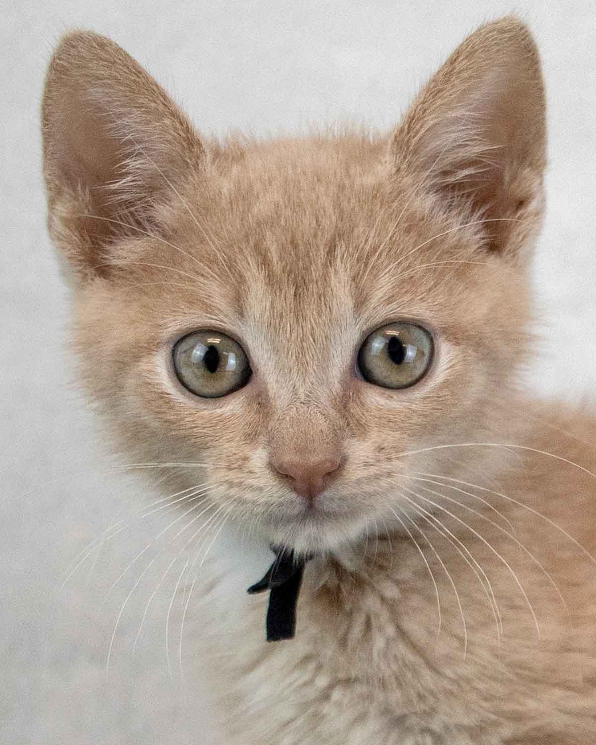 Seth Green - Domestic Short Hair