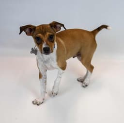 Pippin image 4