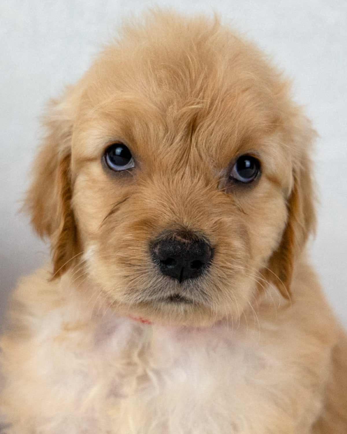 Jade - Golden Retriever