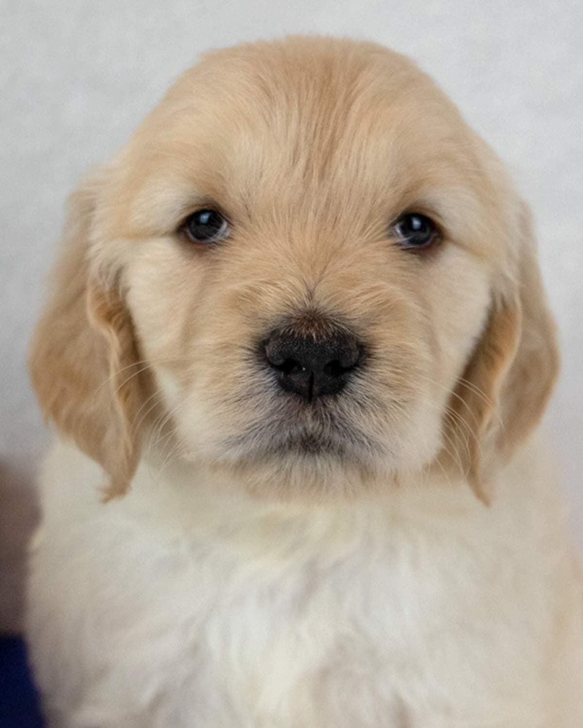 Orchid - Golden Retriever