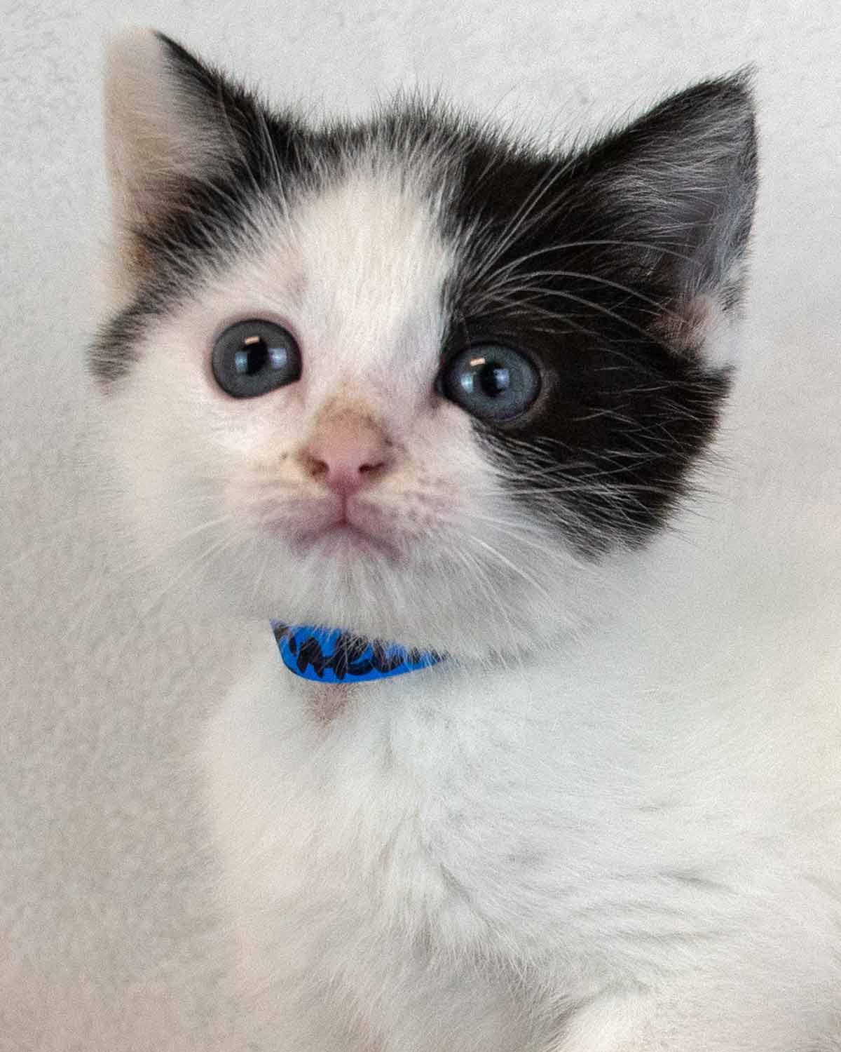 Carlton - Domestic Short Hair