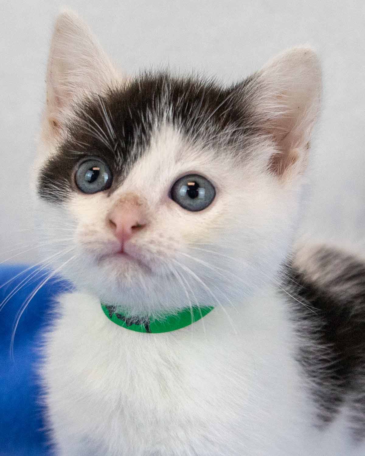 Geoffrey - Domestic Short Hair