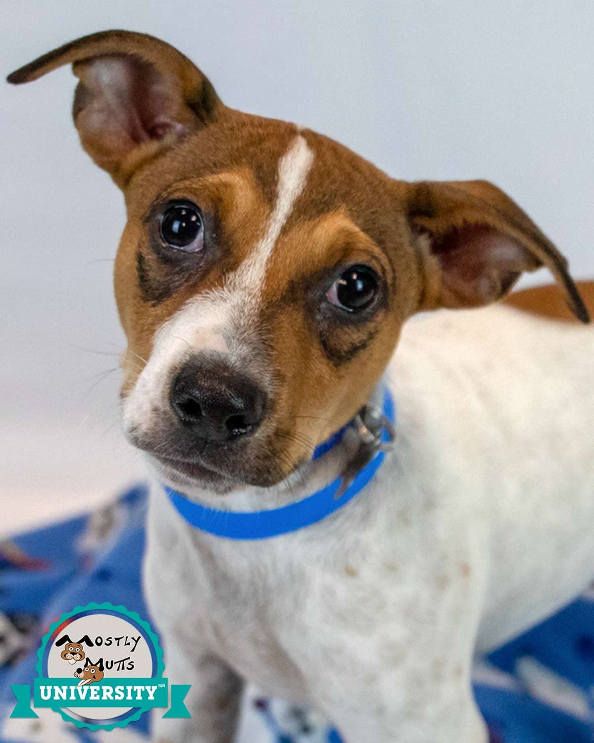 Samwise - Jack Russell Terrier