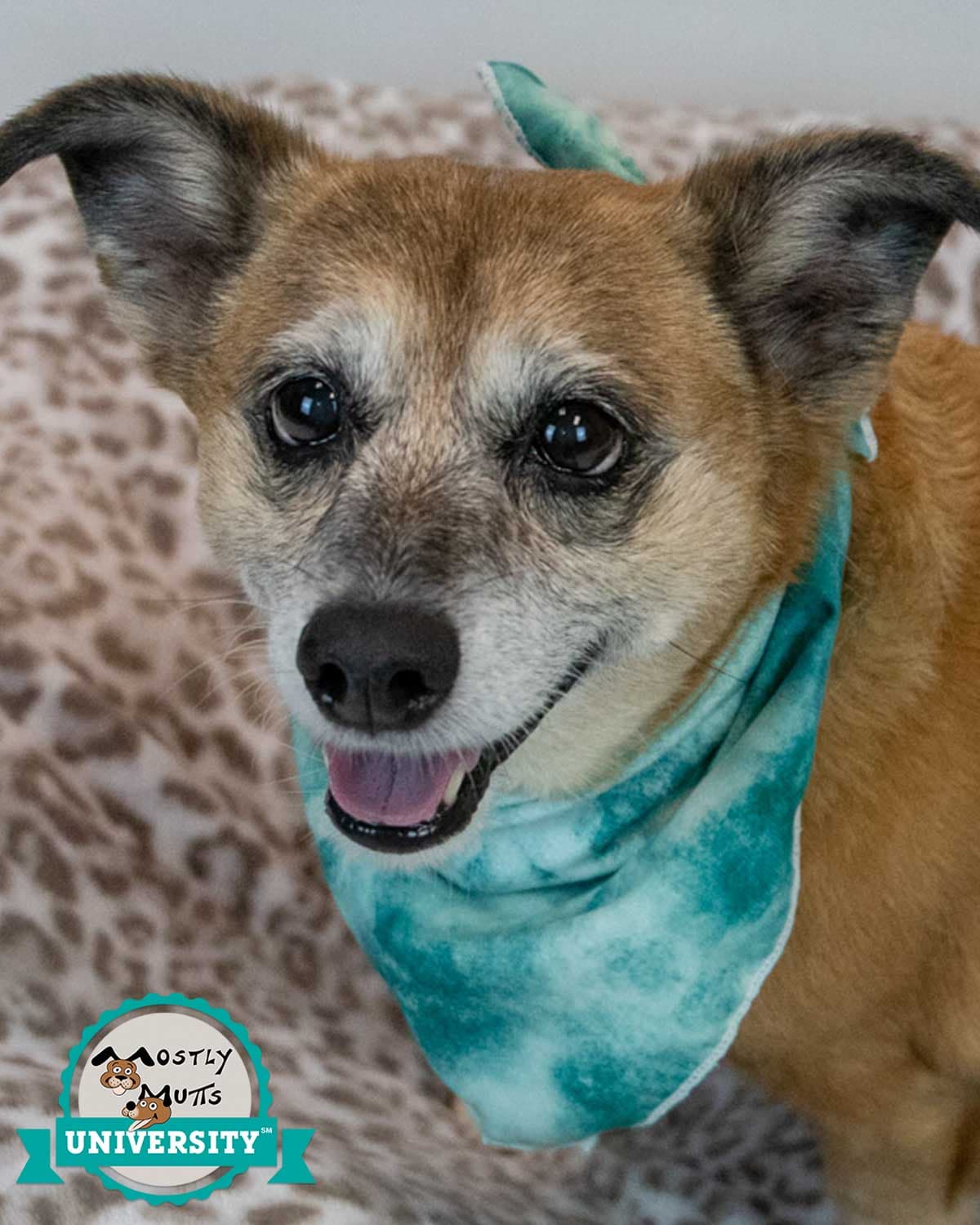Daisey - Dachshund