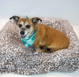 Daisey image 2